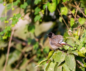 The red-vented bulbul is a member of the bulbul family of perching birds. It is resident breeder across the Indian subcontinent, including Sri Lanka extending east to Burma and parts of Tibet. 