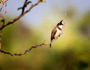 The red-whiskered bulbul is a perching bird found in Asia. It is a member of the bulbul family. It is a resident fruit eater found mainly in Asia. It has been introduced in many tropical areas.