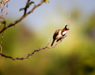 The red-whiskered bulbul is a perching bird found in Asia. It is a member of the bulbul family. It is a resident fruit eater found mainly in Asia. It has been introduced in many tropical areas.