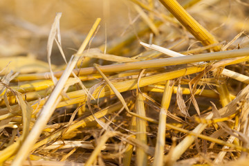 straw after harvest  