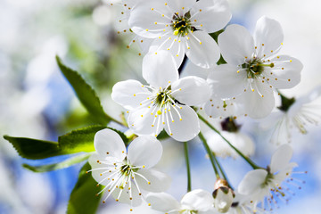 Obraz premium cherry blossom, spring.