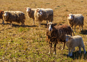 Fototapeta premium Matted Sheep and Lamb: A picture of a thickly matted Sheep with her baby lamb safely in her shadow. Other sheep are minding the camera.