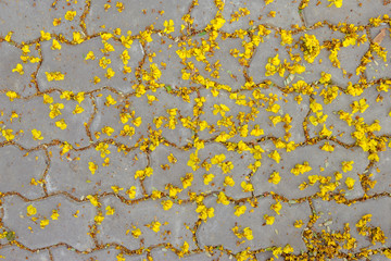 yellow flower on floor,Yellow Poinciana