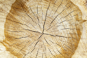 sawn tree trunk 