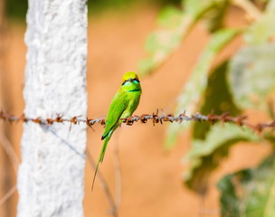 The green bee-eater sometimes little green bee-eater is a near perching bird in the bee-eater family. They are mainly insect eaters and they are found in grassland, thin scrub and forest .