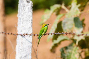The green bee-eater sometimes little green bee-eater is a near perching bird in the bee-eater...