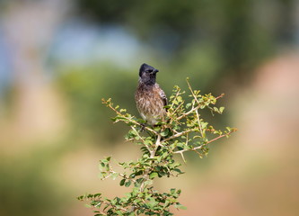 The red-vented bulbul is a member of the bulbul family of perching birds. It is resident breeder across the Indian subcontinent, including Sri Lanka extending east to Burma and parts of Tibet. 