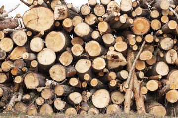 harvested wood, close-up  