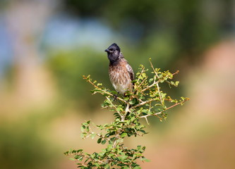 The red-vented bulbul is a member of the bulbul family of perching birds. It is resident breeder across the Indian subcontinent, including Sri Lanka extending east to Burma and parts of Tibet. 