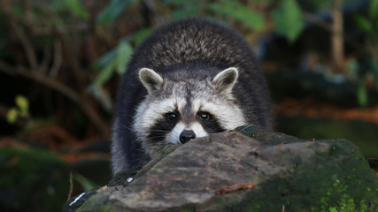 Raccoon