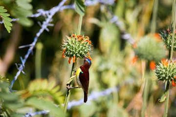 Male purple-rumped sunbird. This sunbird endemic to the Indian Subcontinent. They are small in size, feeding mainly on nectar but sometimes take insects, particularly when feeding young. 