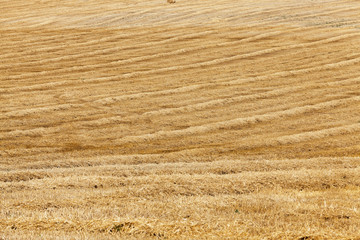 Fototapeta premium harvest of cereals 