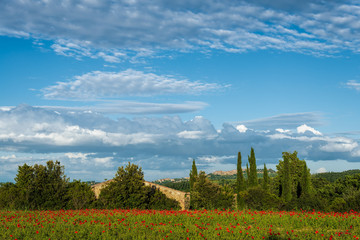 Poppy field in Tuscany