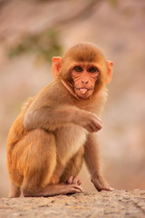Young Rhesus macaque sitting near Galta Temple in Jaipur, Rajast