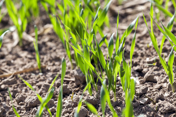 field with cereals 