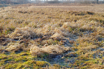 dried grass on a field
