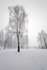 Fototapeta na wymiar trees in winter 