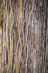 tree root texture background