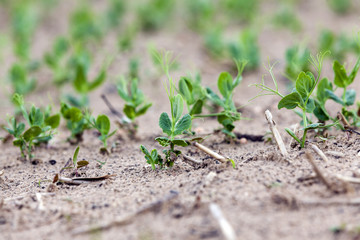 field with green peas  