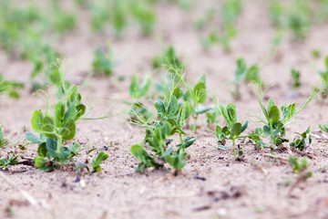 field with green peas  