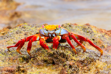 Sally lightfoot crab on Chinese Hat island, Galapagos National P