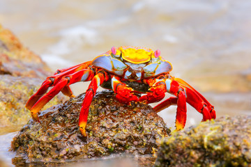 Sally lightfoot crab on Chinese Hat island, Galapagos National P