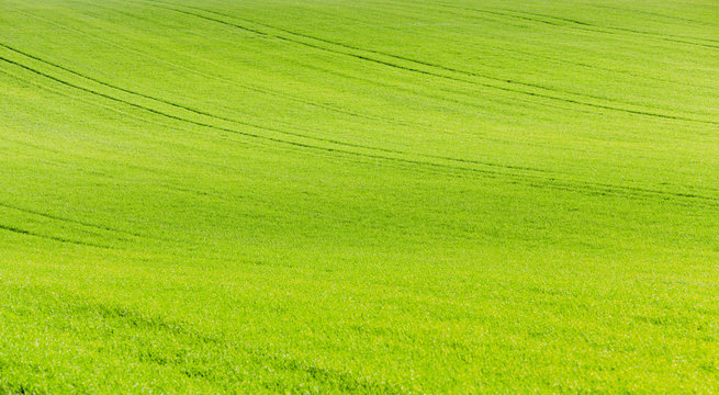 green wheat, close-up  