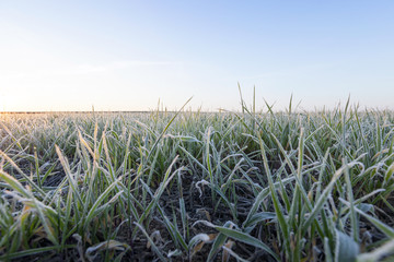 green wheat, frost  