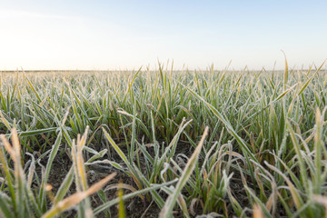 wheat during frost  