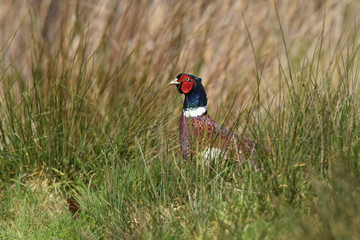 Pheasant, Phasianus colchicus