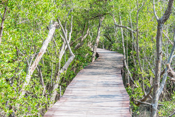Fototapeta na wymiar Path in mangrove forest, Thailand, Selective focus.