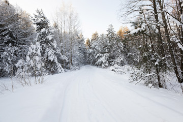 Obraz premium trees in winter 