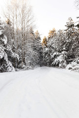 trees in winter  