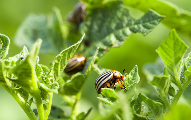 Colorado potato beetle in the field  