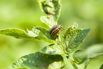 Colorado potato beetle on potatoes  