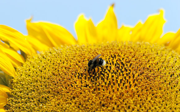 flower Sunflower, close-up  