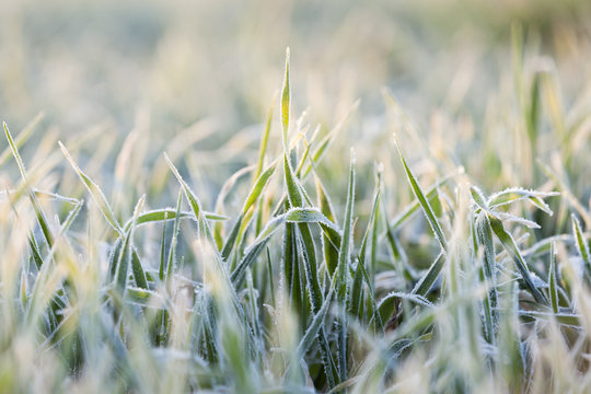 wheat during frost  