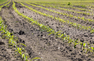 Fototapeta na wymiar corn field. Spring 