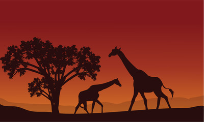 Fototapeta na wymiar Two giraffe silhouette scenery
