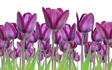Beautiful purple tulip flowers freshly popped for spring against a white background