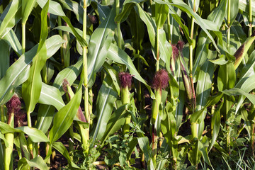  close up. immature corn