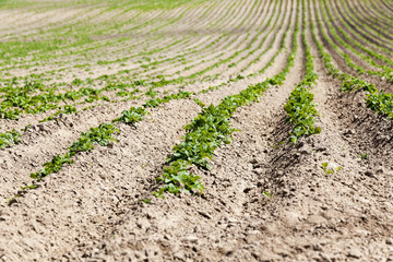 Agriculture. Green potatoes  