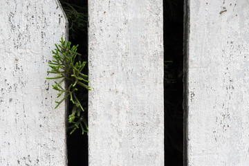 Tree on wood panels wall for background