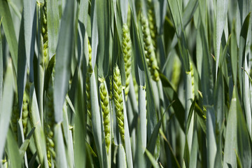 cultivation of cereals. Spring  