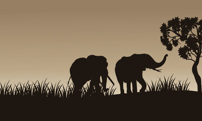 Fototapeta na wymiar African elephant walking of silhouette