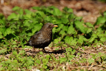 Fototapeta premium Blackbird - female