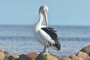 Australican Pelican is posing on the ocean
