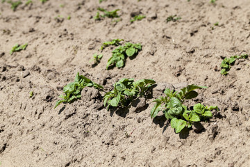 Green sprout of potato  