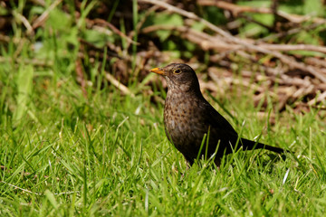 Blackbird - female
