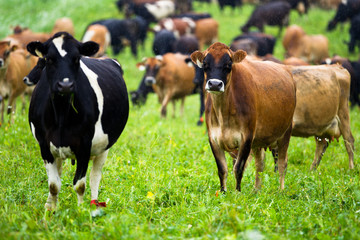large group of cows in field.